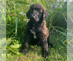 Puppy Tsunami Poodle (Standard)