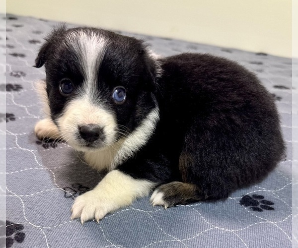 Medium Photo #83 Miniature Australian Shepherd Puppy For Sale in SALISBURY, NC, USA