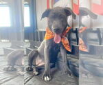 Small #10 American Pit Bull Terrier-German Shepherd Dog Mix