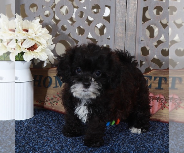 Medium Photo #2 ShihPoo Puppy For Sale in MOUNT VERNON, OH, USA