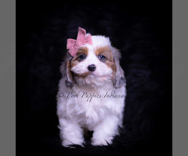 Medium Photo #78 Cavapoo (Miniature) Puppy For Sale in WARSAW, IN, USA