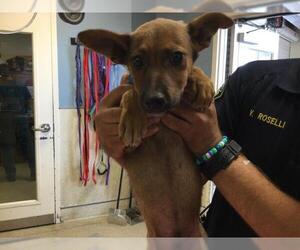 Mutt Dogs for adoption in Riverside, CA, USA