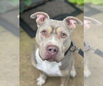 Small #15 Staffordshire Bull Terrier Mix