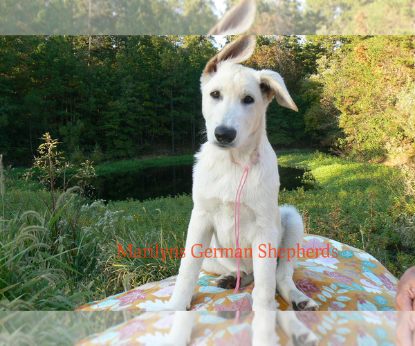 Medium Photo #4 German Shepherd Dog Puppy For Sale in PIEDMONT, MO, USA