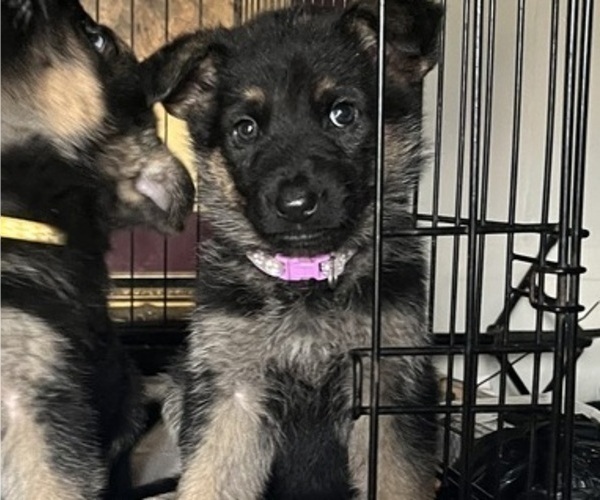 Medium Photo #6 German Shepherd Dog Puppy For Sale in SUMPTER TWP, MI, USA