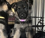 Small Photo #23 German Shepherd Dog Puppy For Sale in SUMPTER TWP, MI, USA