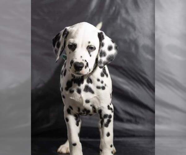 Medium Photo #40 Dalmatian Puppy For Sale in JASPER, FL, USA