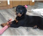 Small Photo #3 Rottweiler Puppy For Sale in FREDERICKSBURG, OH, USA