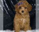 Small #4 Poodle (Toy)