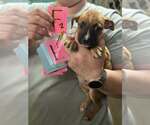 Small Boxer Mix