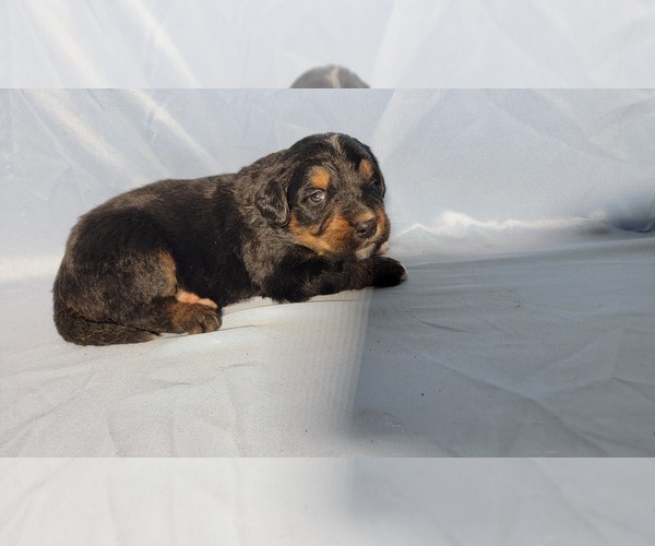 Medium Photo #1 Golden Mountain Dog Puppy For Sale in BLACK FOREST, CO, USA