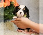 Small #2 Bernese Mountain Dog-Cavalier King Charles Spaniel Mix