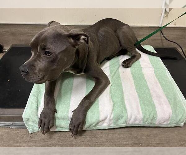 Medium Photo #1 Mutt Puppy For Sale in Pasadena, CA, USA