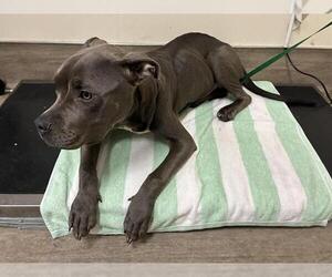 Mutt Dogs for adoption in Pasadena, CA, USA