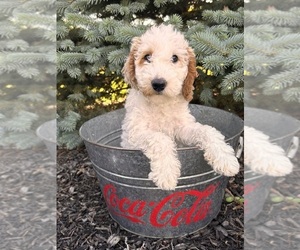 Goldendoodle (Miniature) Puppy for sale in MIDDLEBURY, IN, USA