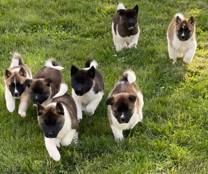 Akita Puppy for sale in MARION, OH, USA