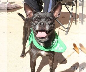 Boston Terrier-Unknown Mix Dogs for adoption in Washington, DC, USA