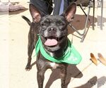 Marco - Male Boston Terrier-Unknown Mix Dog for Adoption - Small photo