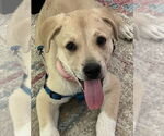 Small #4 Lab-Pointer