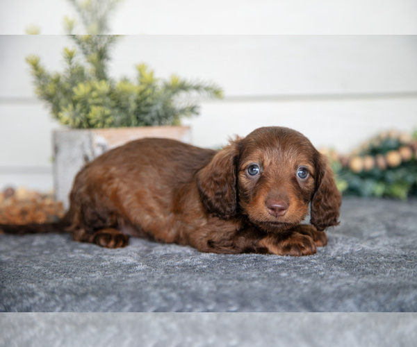 Medium Photo #3 Dachshund Puppy For Sale in BREMEN, IN, USA