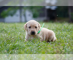 Small #4 Labrador Retriever