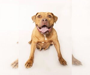 Staffordshire Bull Terrier-Unknown Mix Dogs for adoption in Ogden, UT, USA
