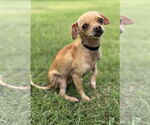 Small #1 Chihuahua Mix