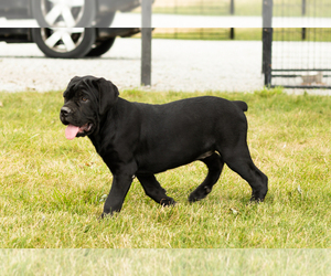 Cane Corso Puppy for sale in WAKARUSA, IN, USA