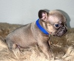 Puppy 5 French Bulldog