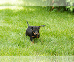 Small #3 Dachshund