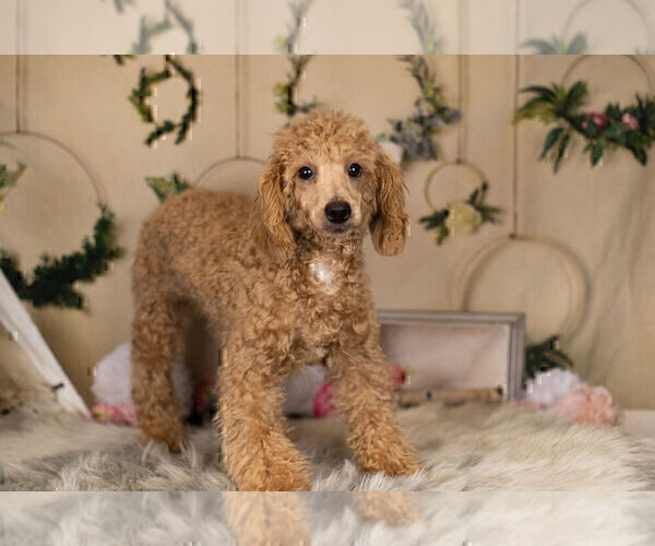Medium Photo #17 Poodle (Toy) Puppy For Sale in WARSAW, IN, USA