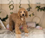 Small Photo #17 Poodle (Toy) Puppy For Sale in WARSAW, IN, USA