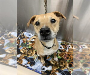 American Staffordshire Terrier-Unknown Mix Dogs for adoption in Fairbanks, AK, USA