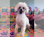 Small #2 Poodle (Miniature)