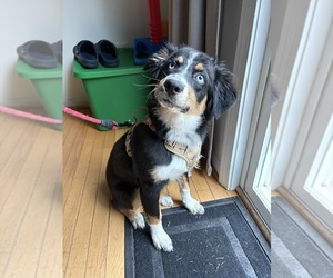 Australian Shepherd Puppy for sale in SANFORD, NC, USA