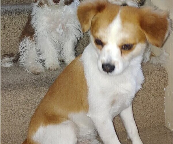 Medium Photo #1 ShihPoo Puppy For Sale in QUEEN CREEK, AZ, USA