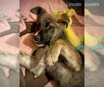 Small Photo #4 Labrador Retriever-Unknown Mix Puppy For Sale in Alexander, AR, USA