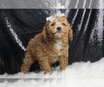Small Photo #4 Poodle (Toy) Puppy For Sale in WARSAW, IN, USA