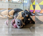 Small #9 Doberman Pinscher Mix