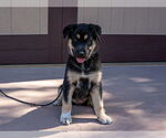 Small #6 Huskies  Mix