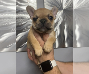 French Bulldog Puppy for sale in HOFFMAN EST, IL, USA