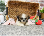 Small #9 Shih Tzu