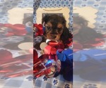 Small #5 Yorkshire Terrier