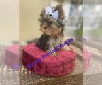 Small Photo #3 Yorkshire Terrier Puppy For Sale in CORAL SPRINGS, FL, USA