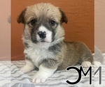 Puppy Sage Pembroke Welsh Corgi