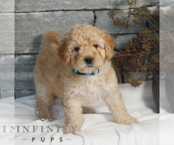 Medium Photo #2 Poodle (Miniature) Puppy For Sale in GORDONVILLE, PA, USA