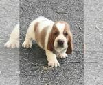 Small #2 Basset Hound