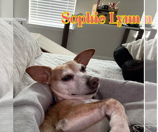 Medium Photo #51 Chiweenie Puppy For Sale in San Antonio, TX, USA