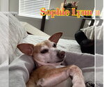 Small #50 Chiweenie