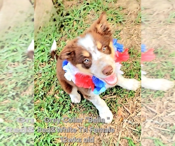 Medium Photo #12 Border Collie Puppy For Sale in BYBEE, TN, USA